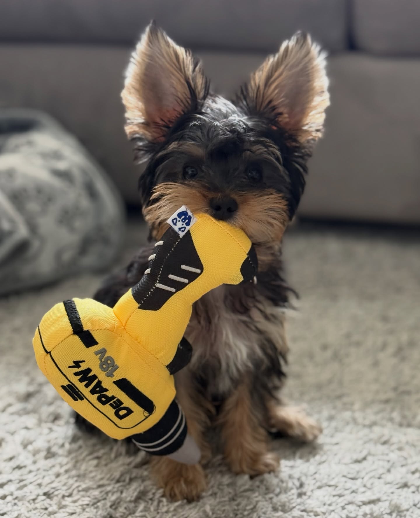 teacup yorkie puppies for sale near me