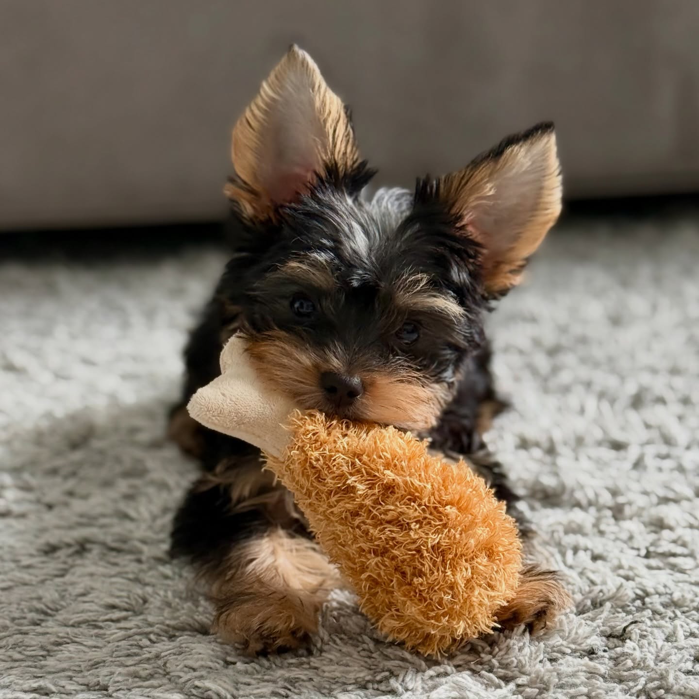 teacup yorkie puppies for sale near me