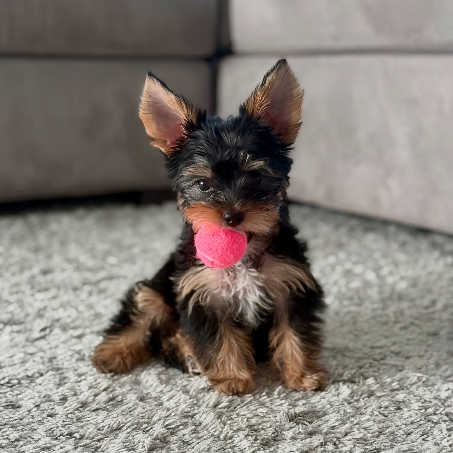 teacup yorkie puppies for sale near me