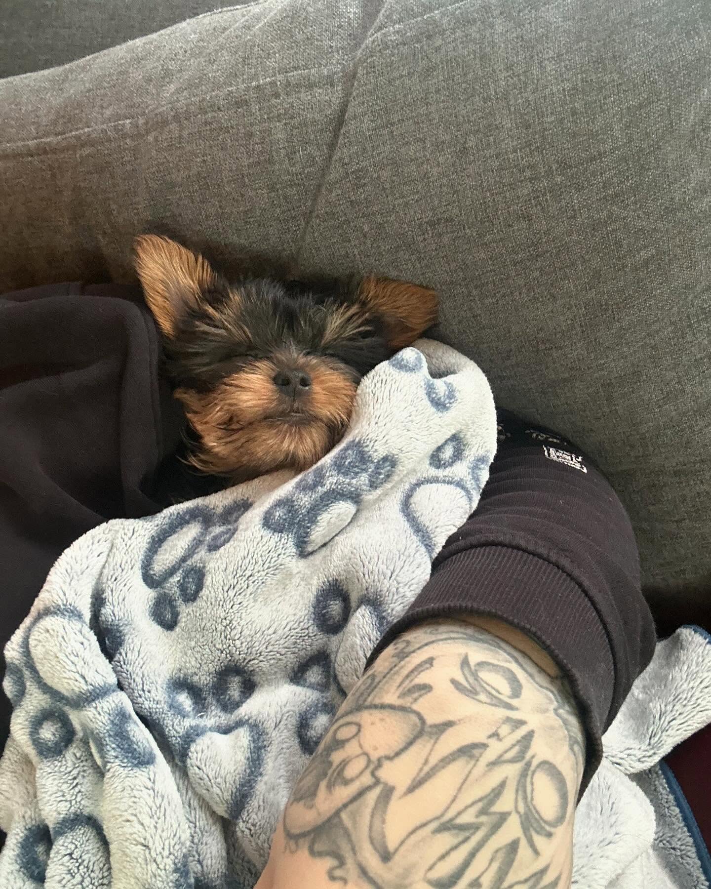 yorkie puppies for sale