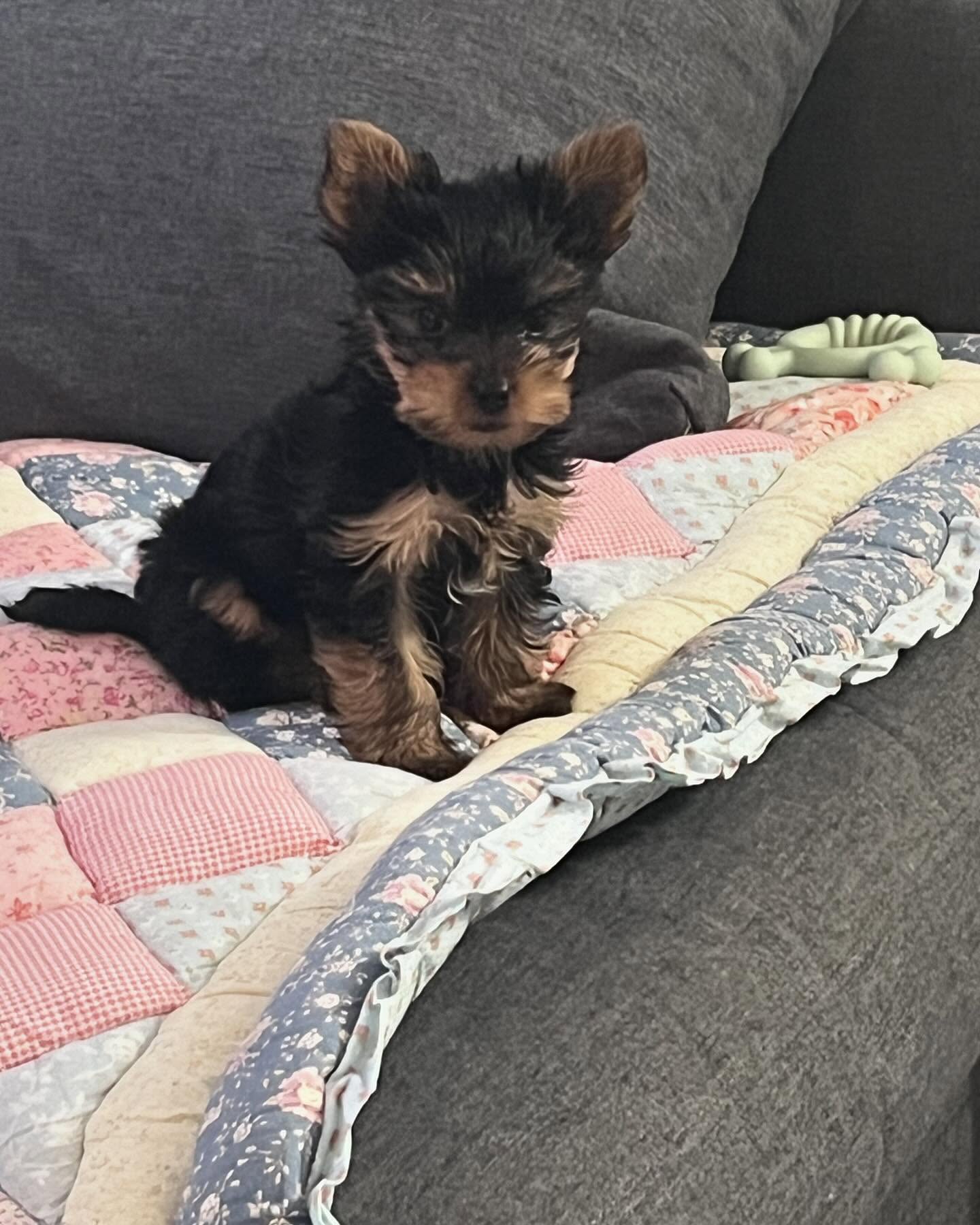 yorkie puppies for sale