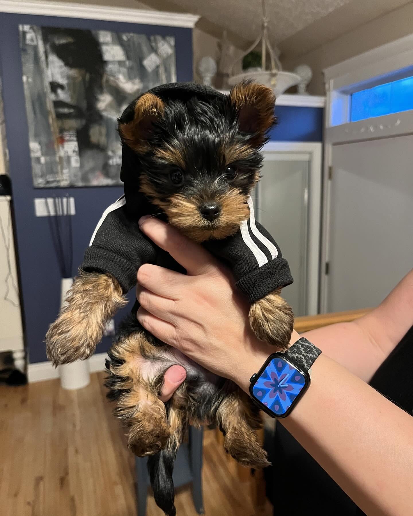 yorkie puppies for sale