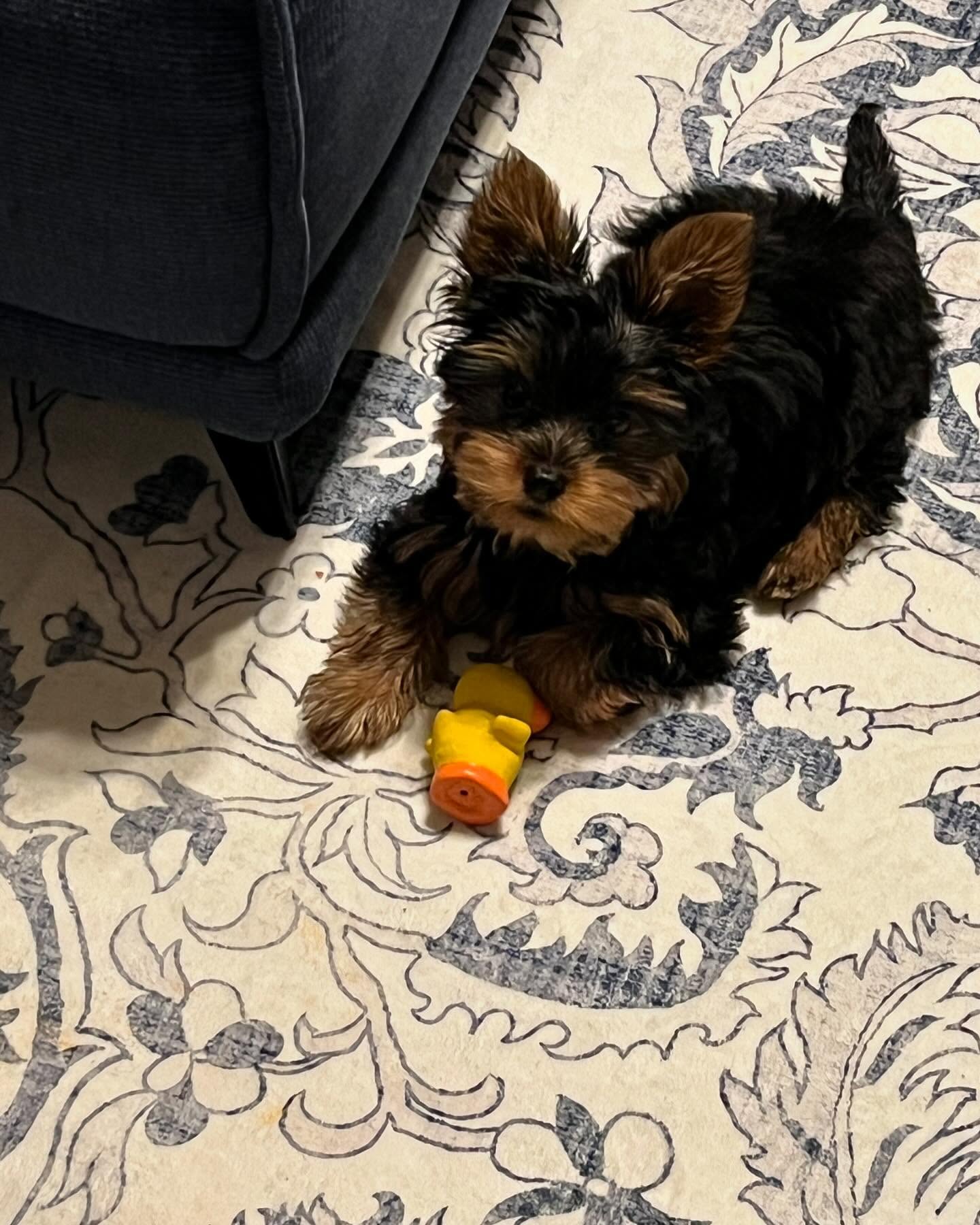 yorkie puppies for sale