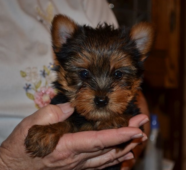 teacup yorkie puppies for sale near me