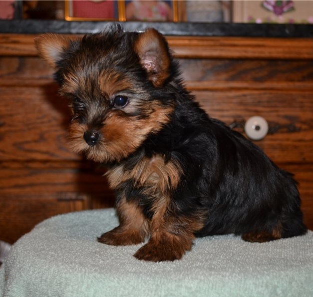 teacup yorkie puppies for sale near me