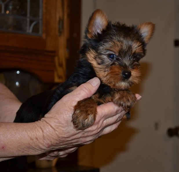 teacup yorkie puppies for sale near me