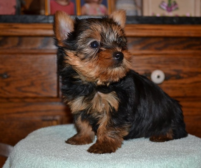 teacup yorkie puppies for sale near me