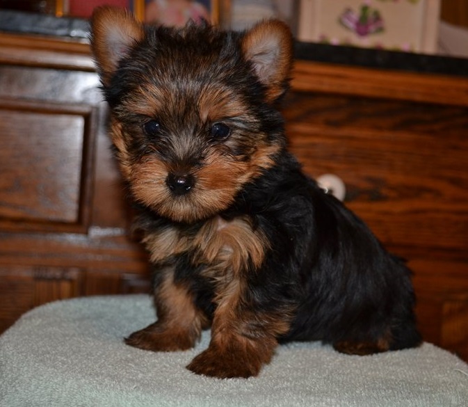 teacup yorkie puppies for sale near me