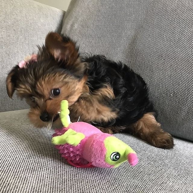 yorkie puppies for sale