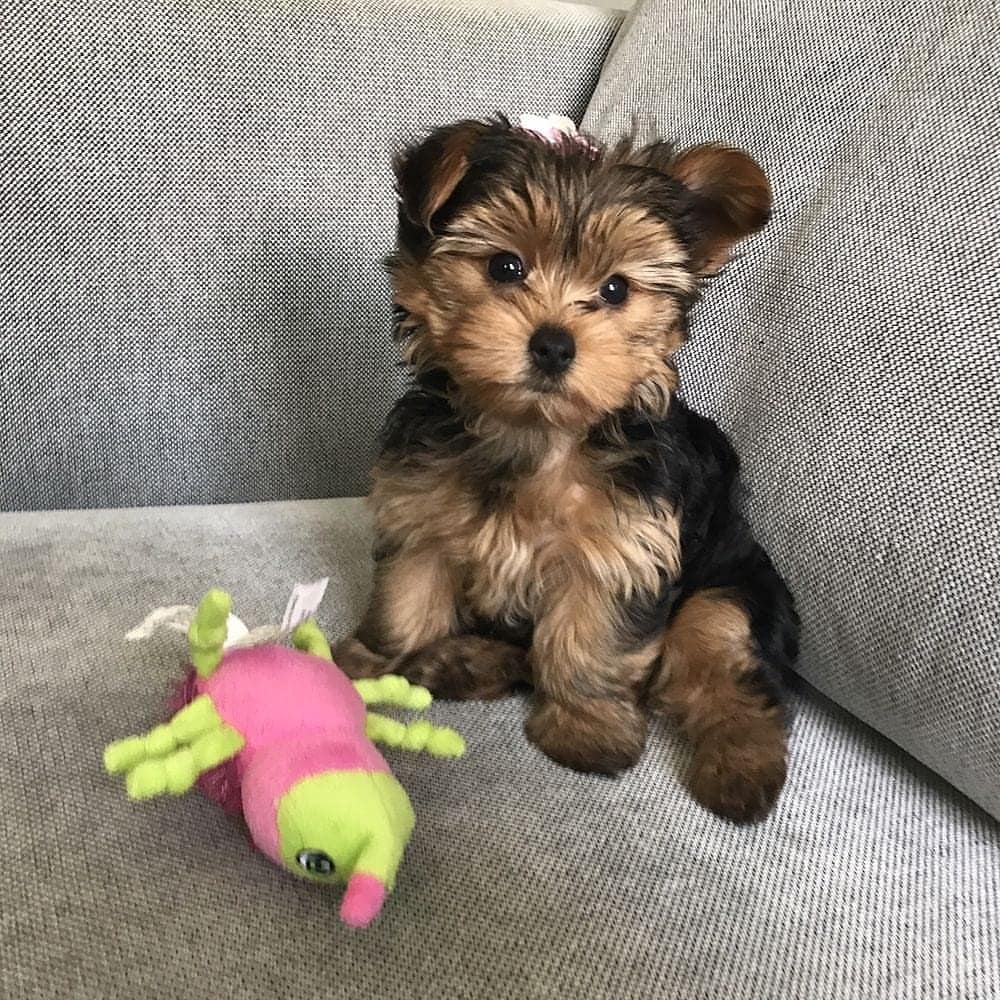 yorkie puppies for sale