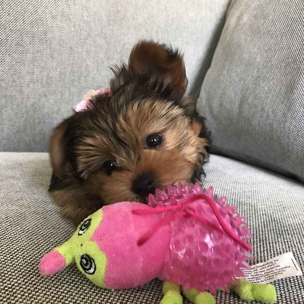 yorkie puppies for sale