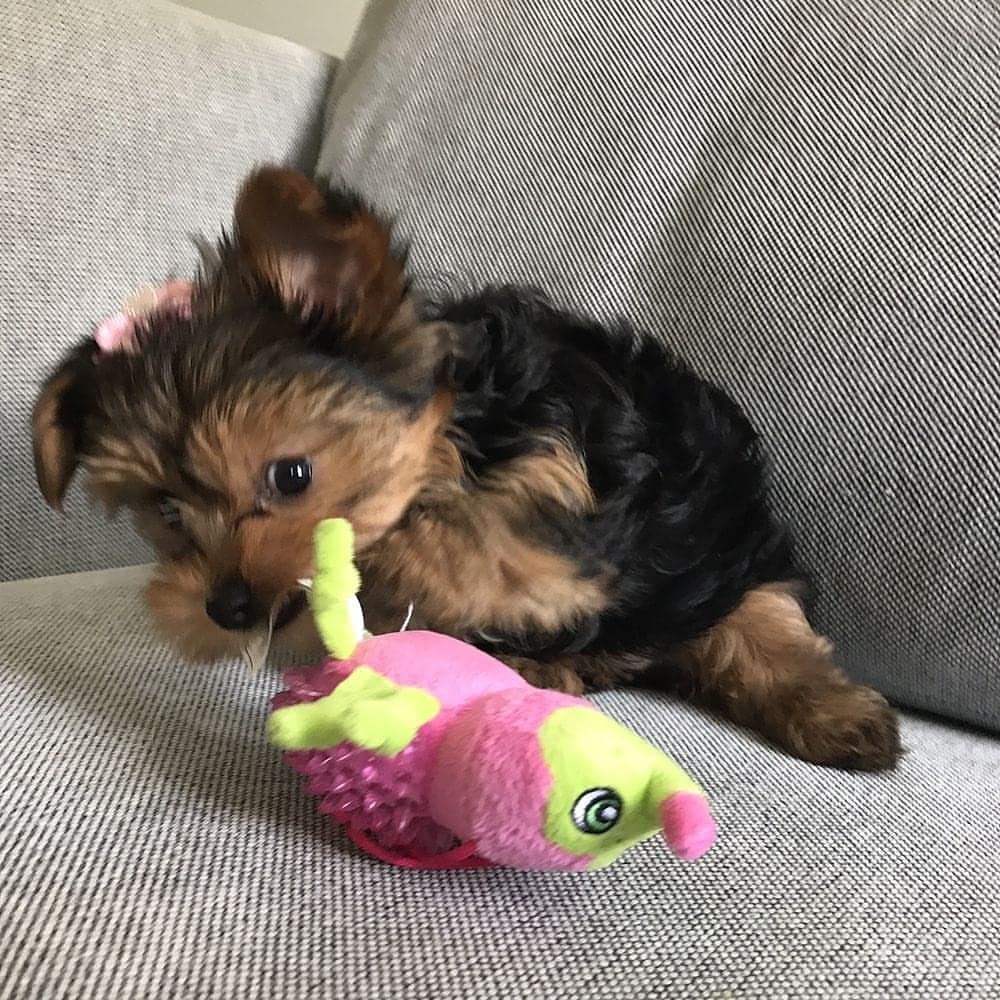 yorkie puppies for sale