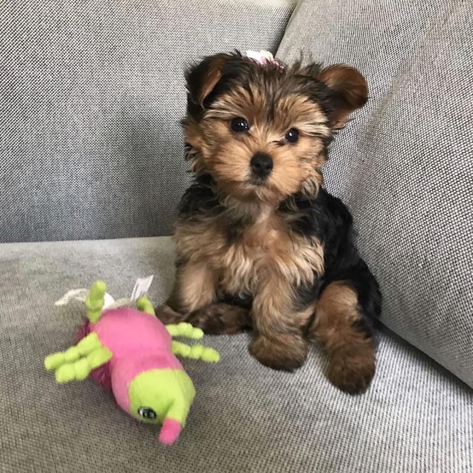 yorkie puppies for sale