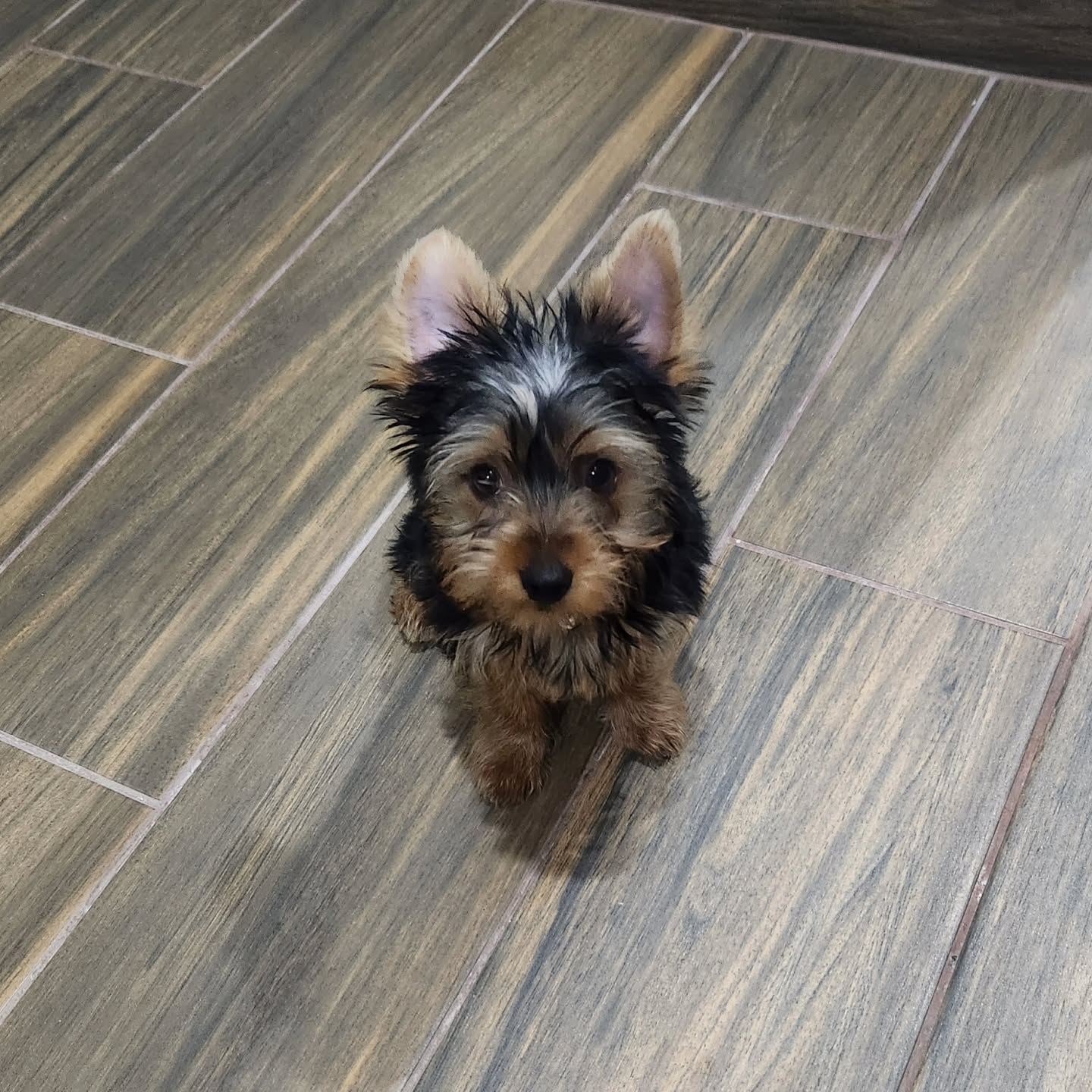 teacup yorkie puppies for sale near me
