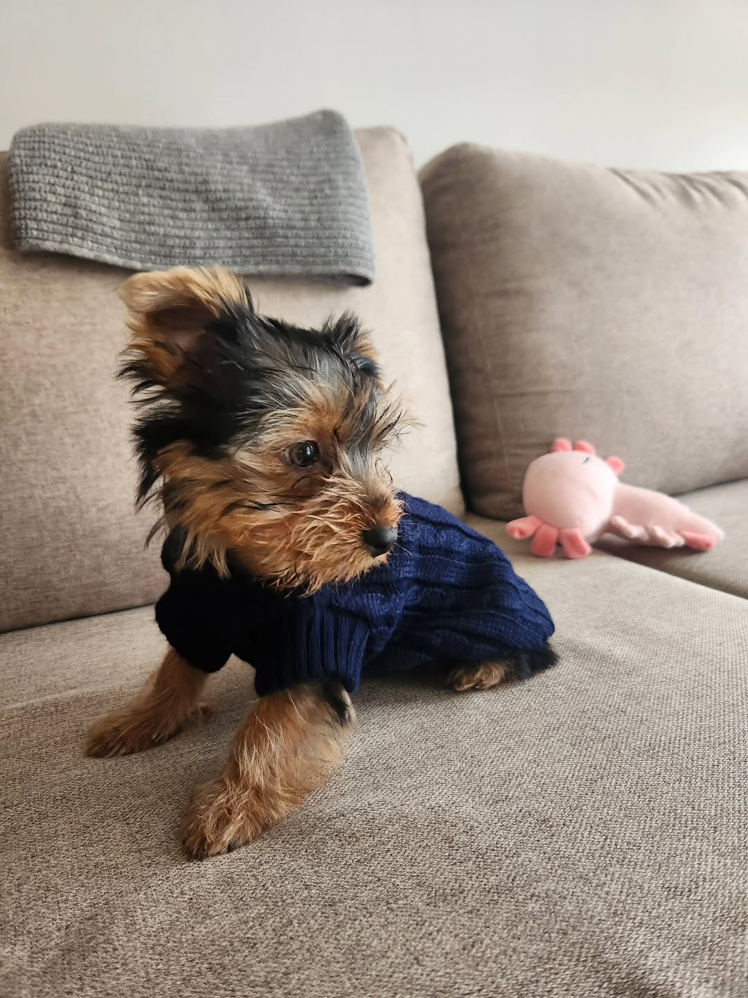 teacup yorkie puppies for sale near me