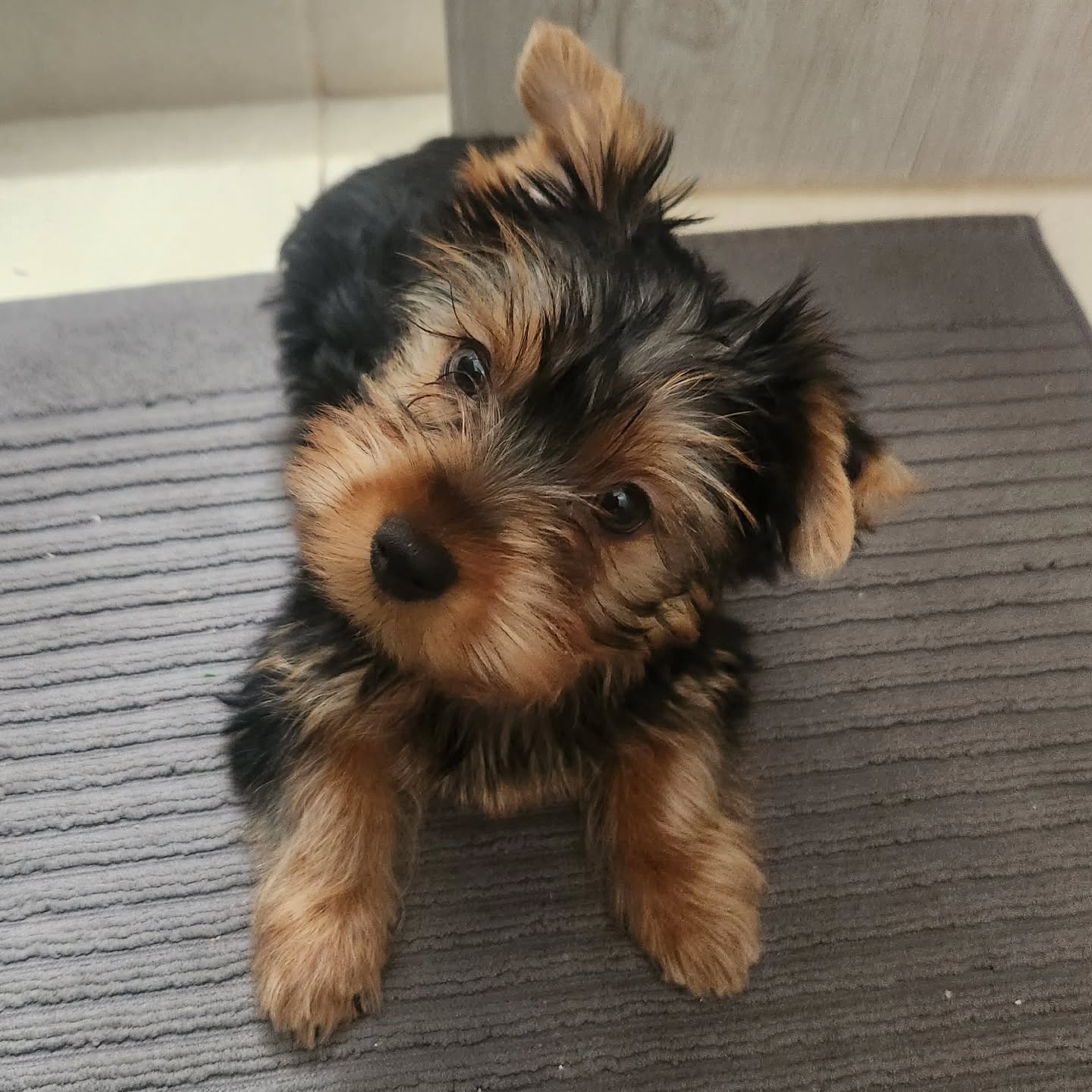teacup yorkie puppies for sale near me