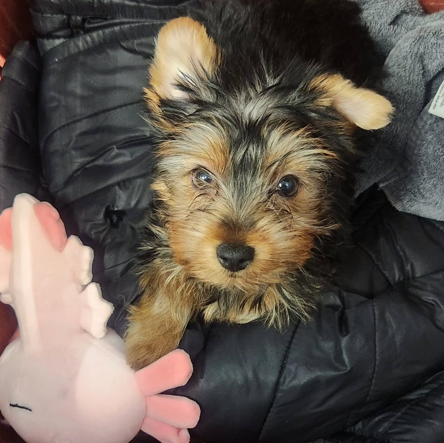 teacup yorkie puppies for sale near me