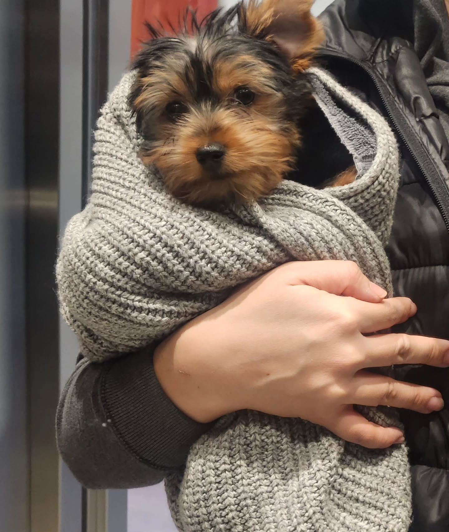 teacup yorkie puppies for sale near me