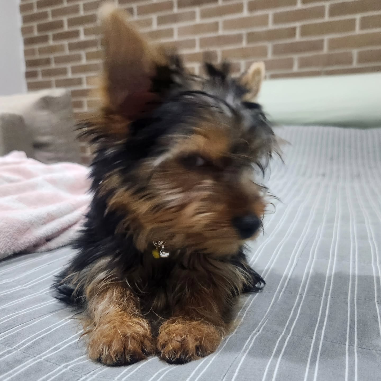 teacup yorkie puppies for sale near me