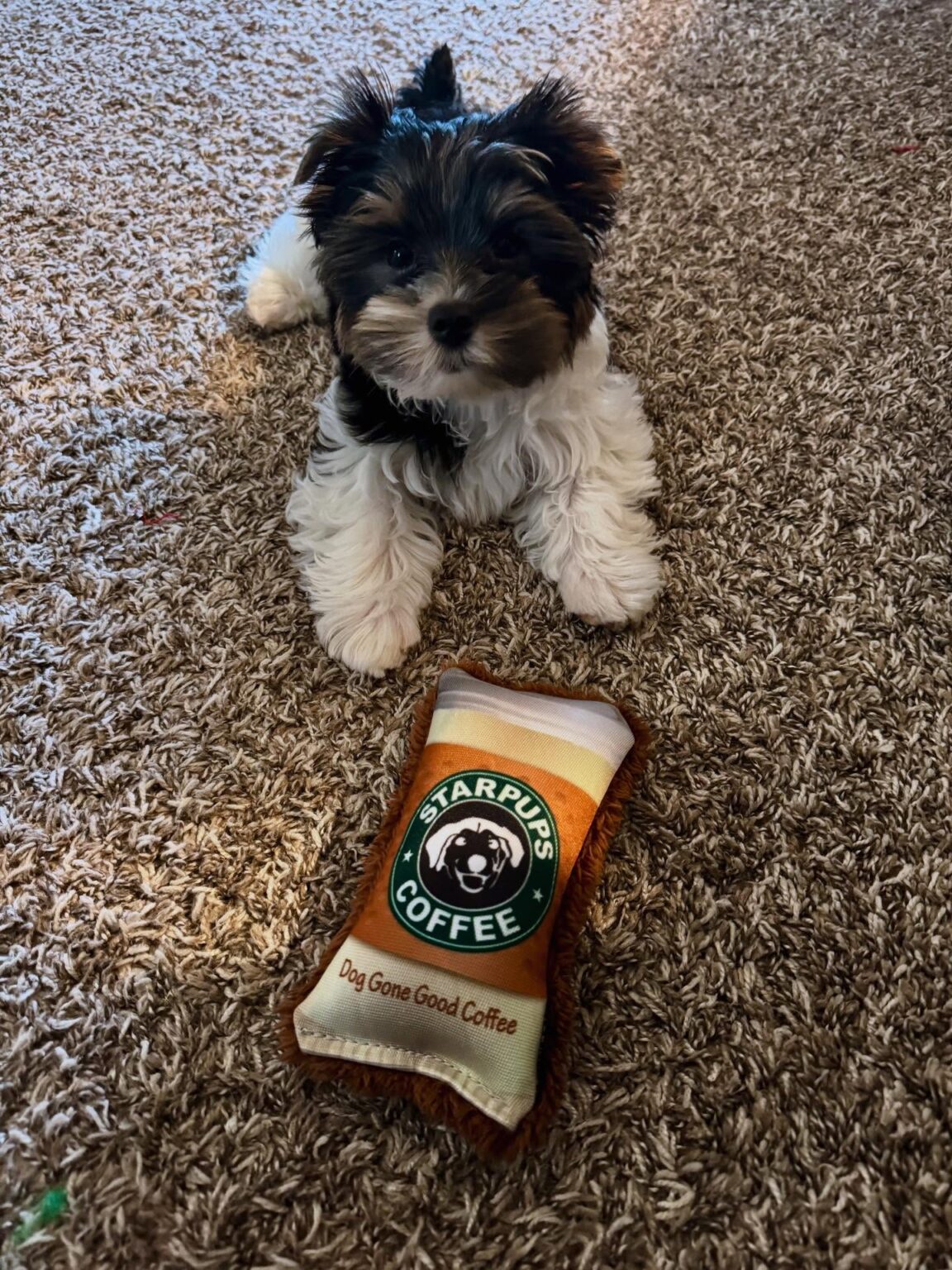teacup yorkie puppies for sale near me