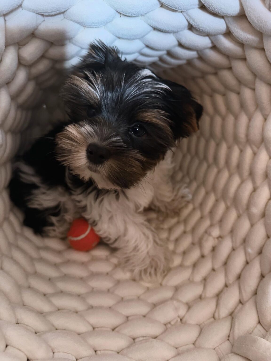 teacup yorkie puppies for sale near me