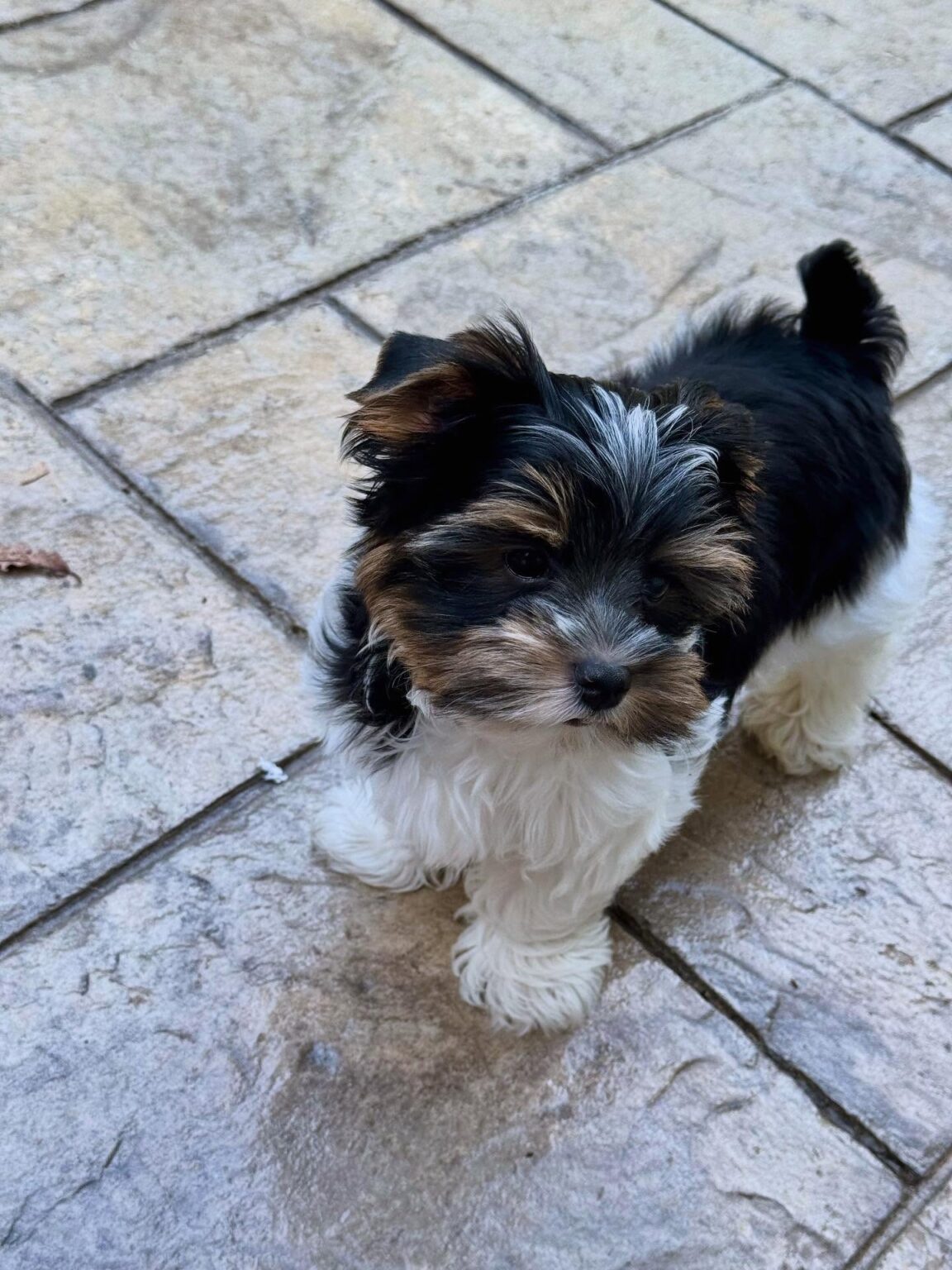 teacup yorkie puppies for sale near me
