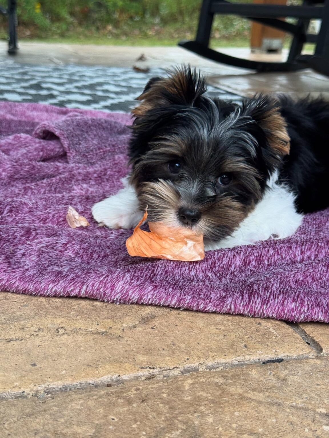 teacup yorkie puppies for sale near me
