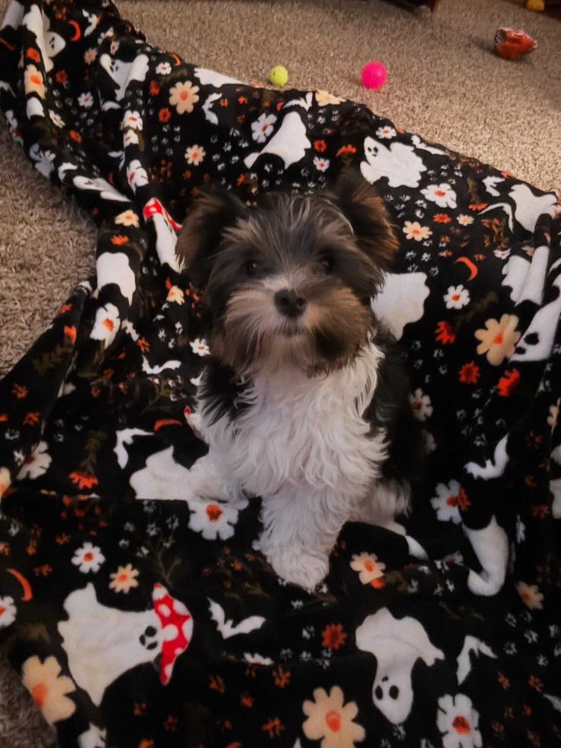 teacup yorkie puppies for sale near me