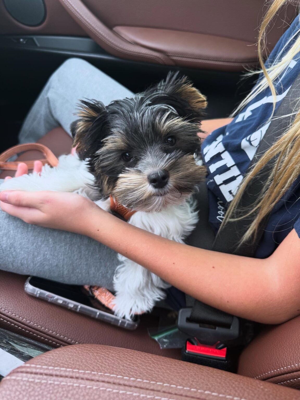 teacup yorkie puppies for sale near me