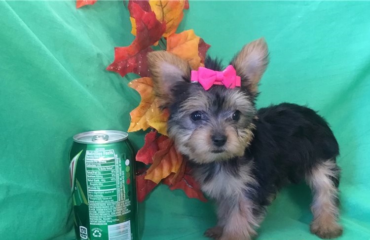 yorkie puppies for sale near me