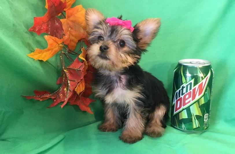 yorkie puppies for sale near me