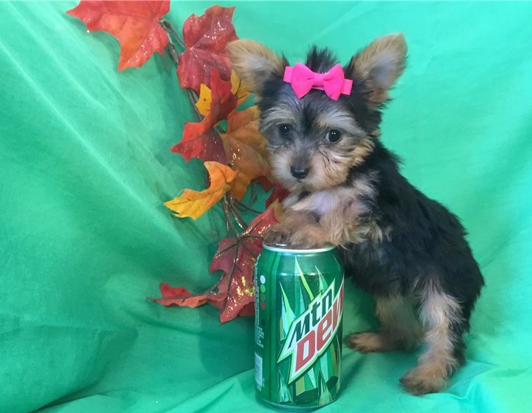 yorkie puppies for sale near me