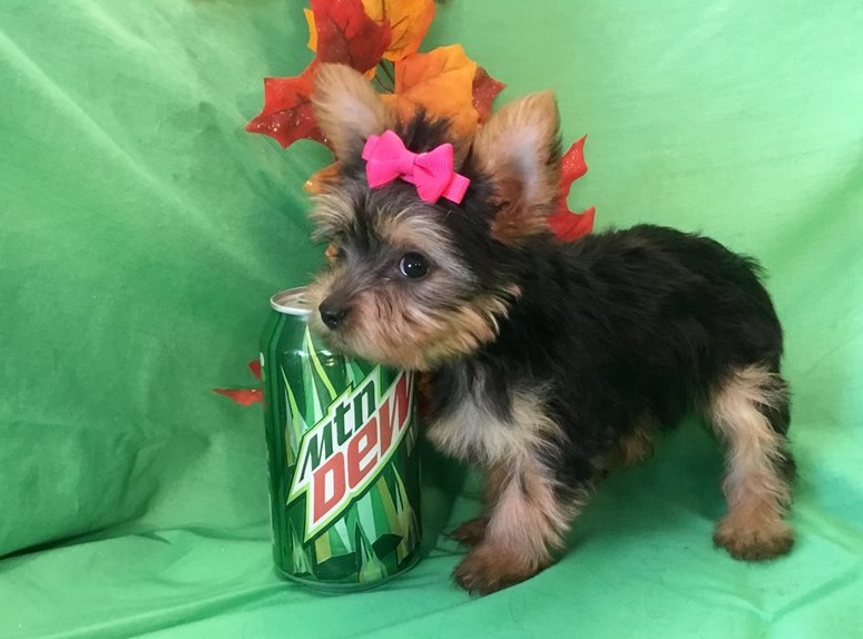 yorkie puppies for sale near me