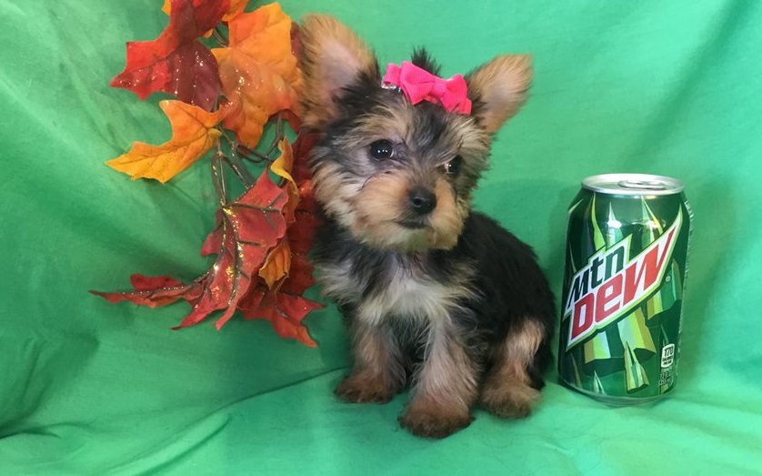 yorkie puppies for sale near me