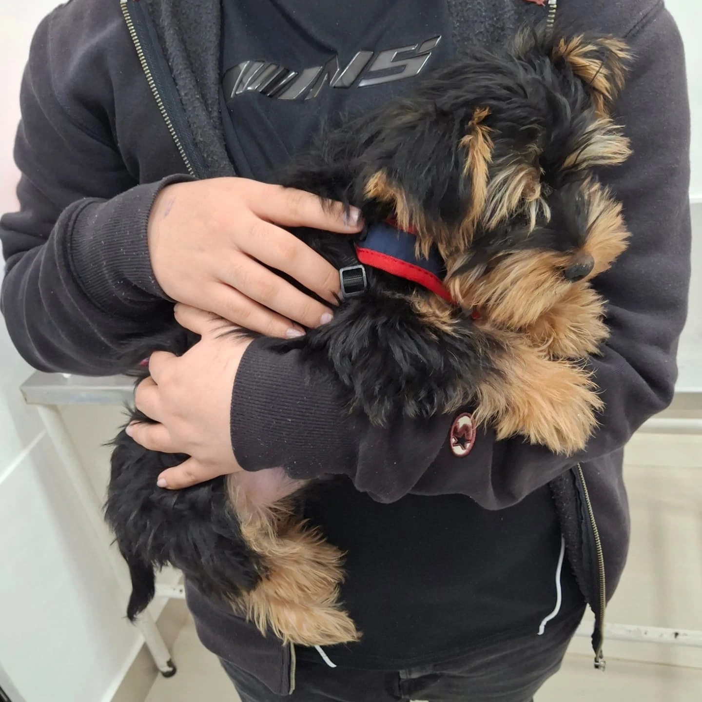 yorkie puppies for sale near me