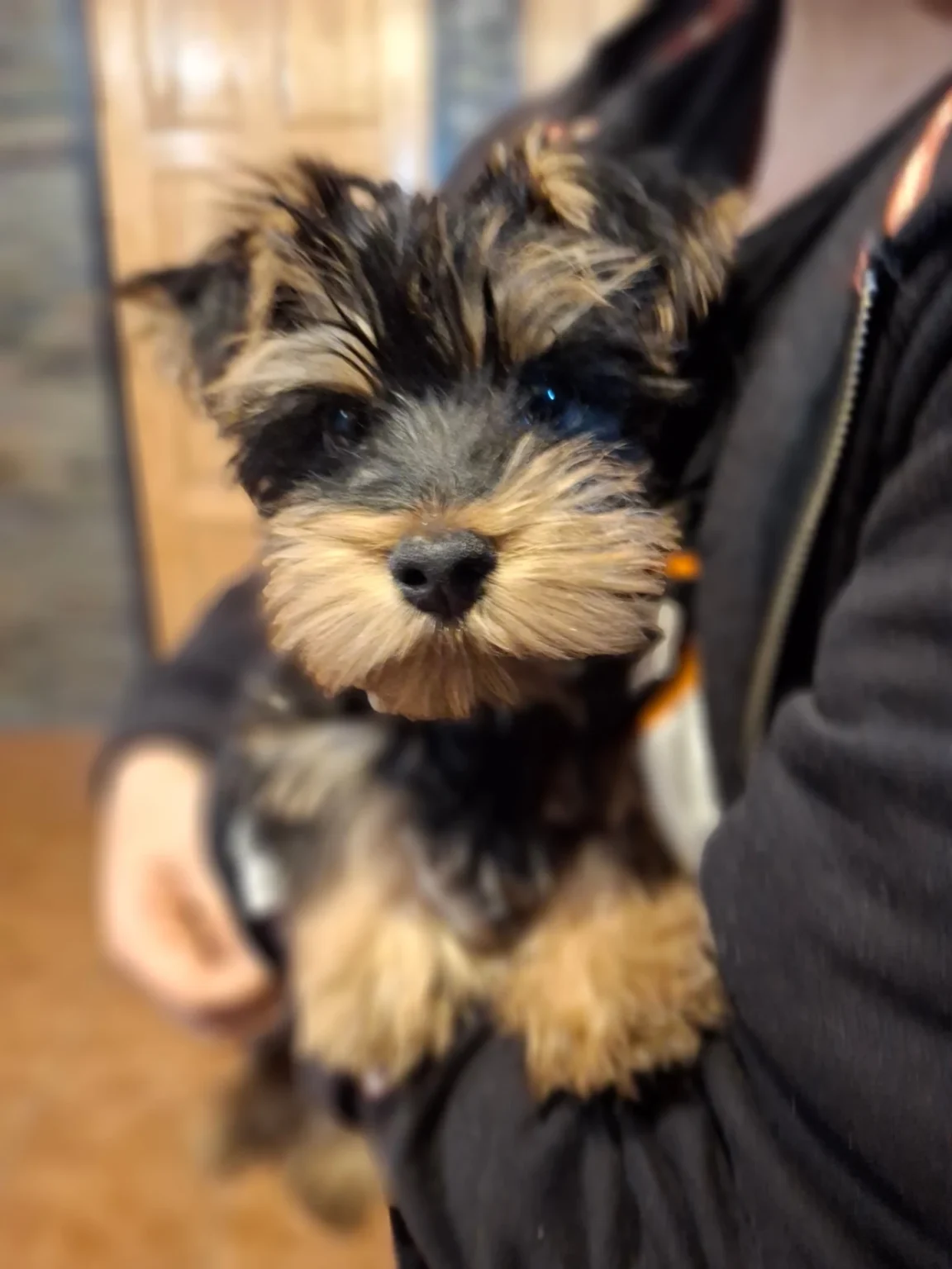 yorkie puppies for sale near me