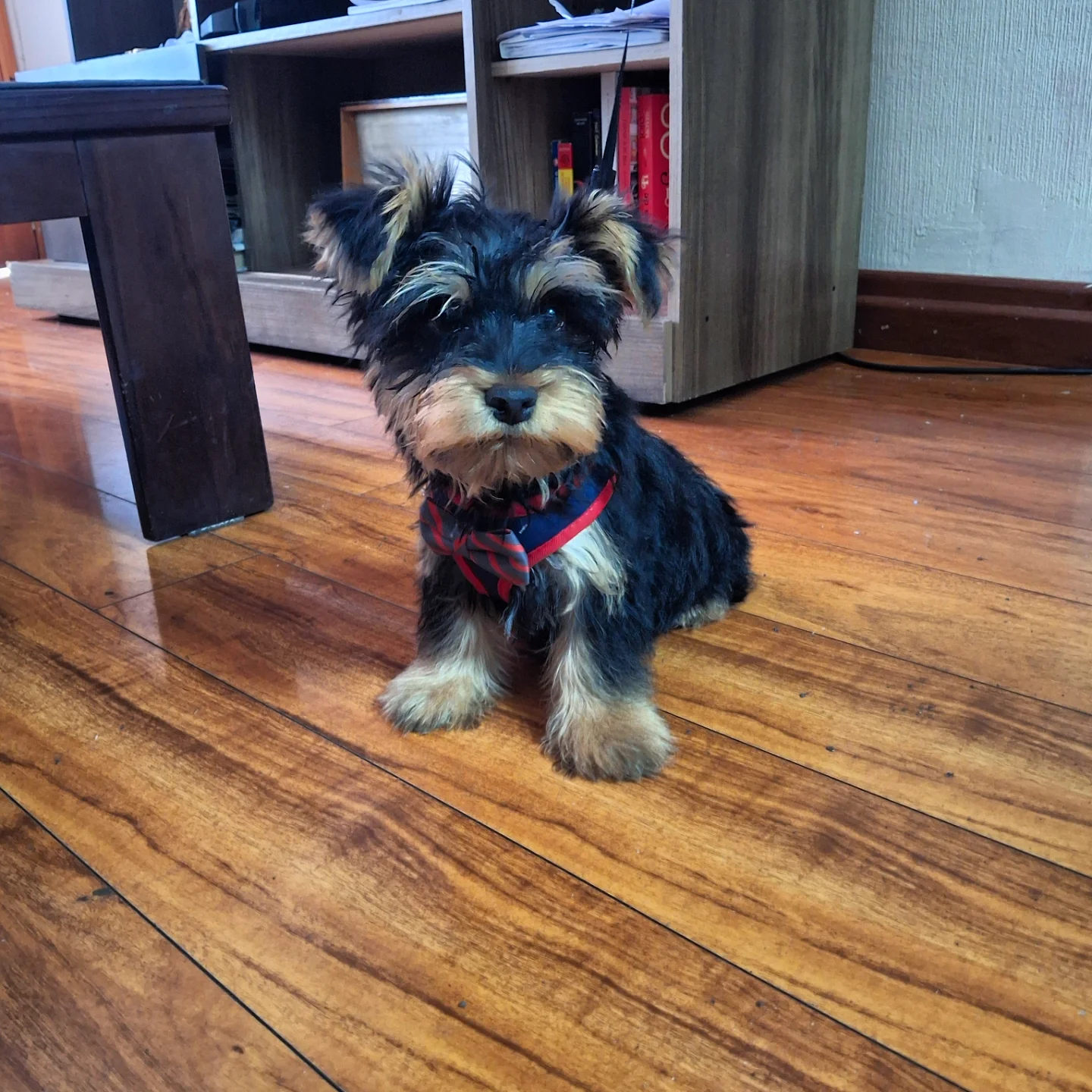 yorkie puppies for sale near me