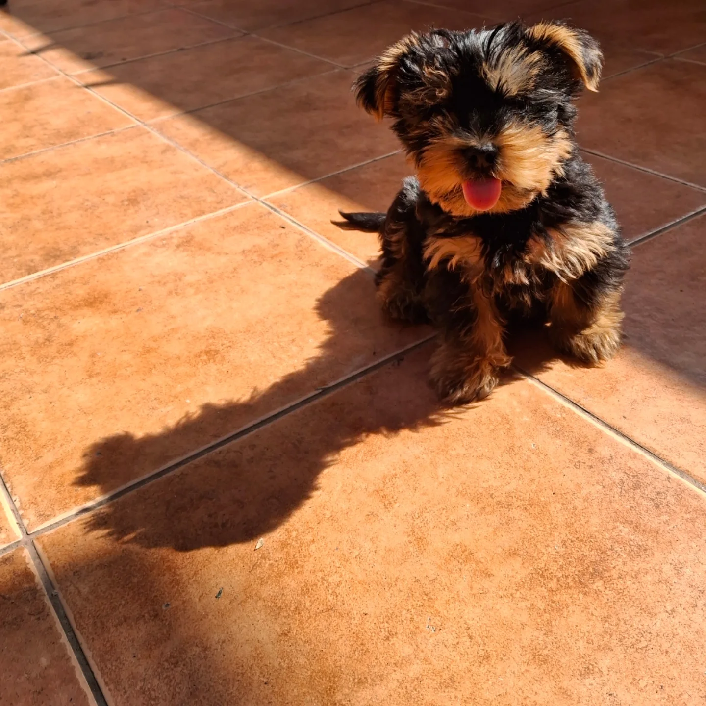 yorkie puppies for sale near me
