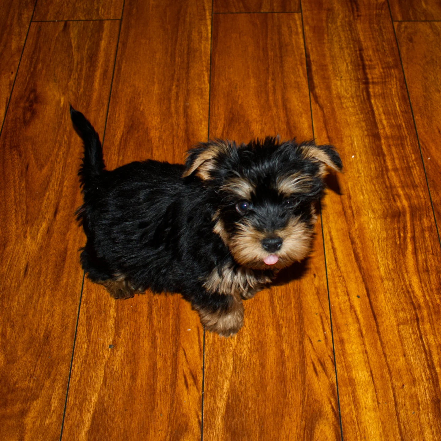 yorkie puppies for sale near me
