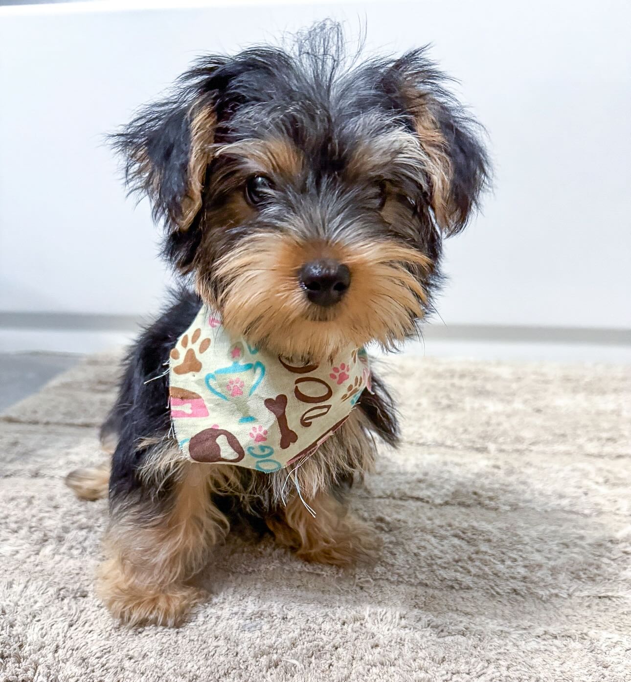 yorkie puppies for sale near me