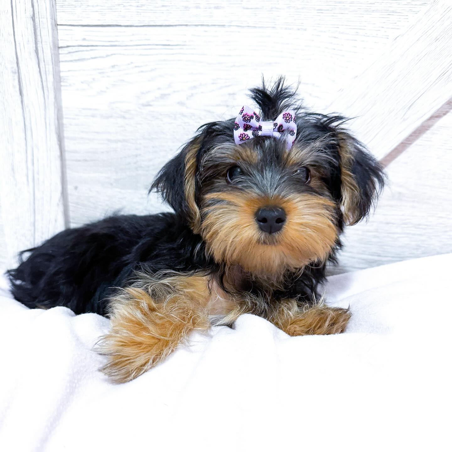 yorkie puppies for sale near me