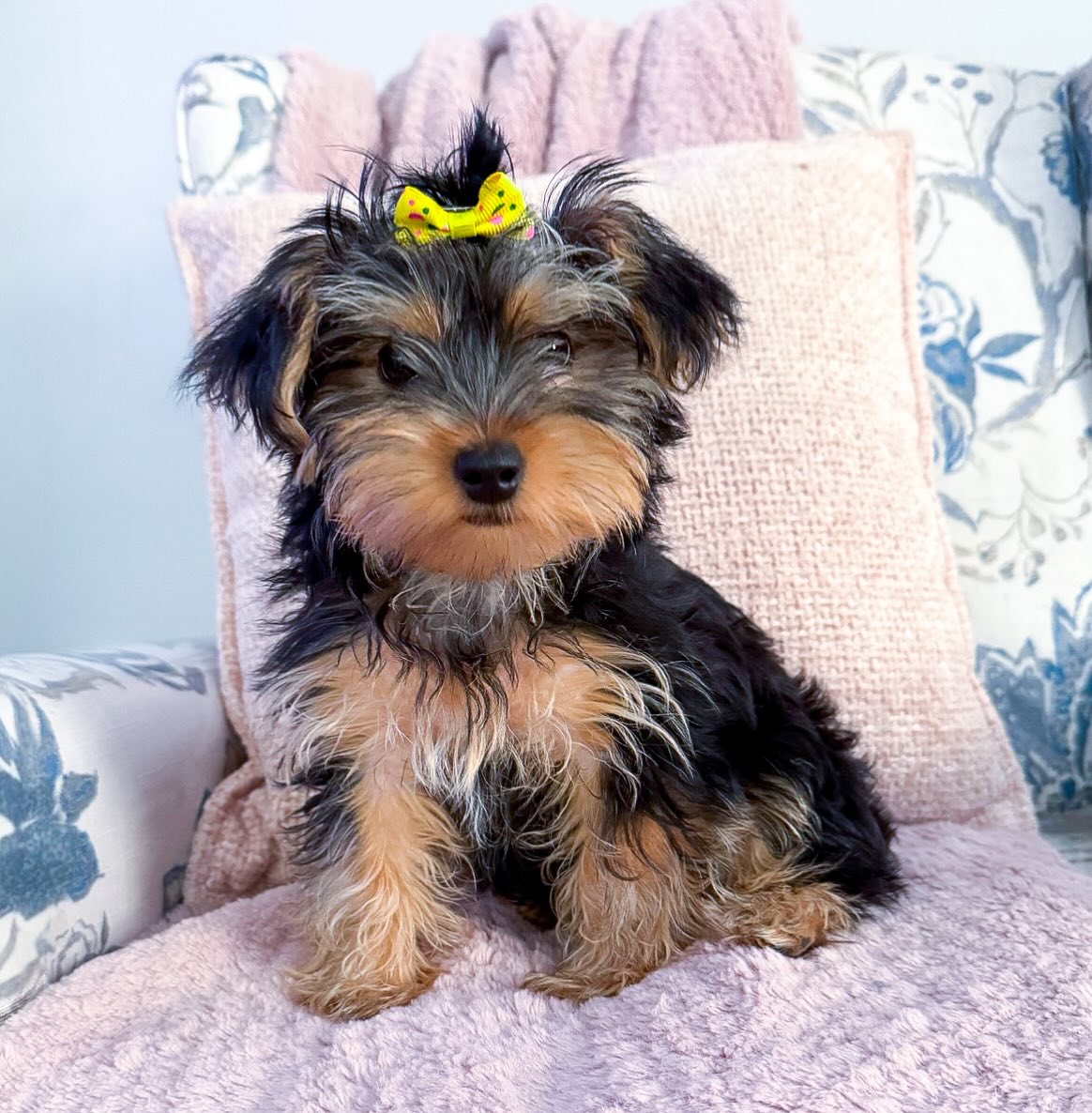 yorkie puppies for sale near me