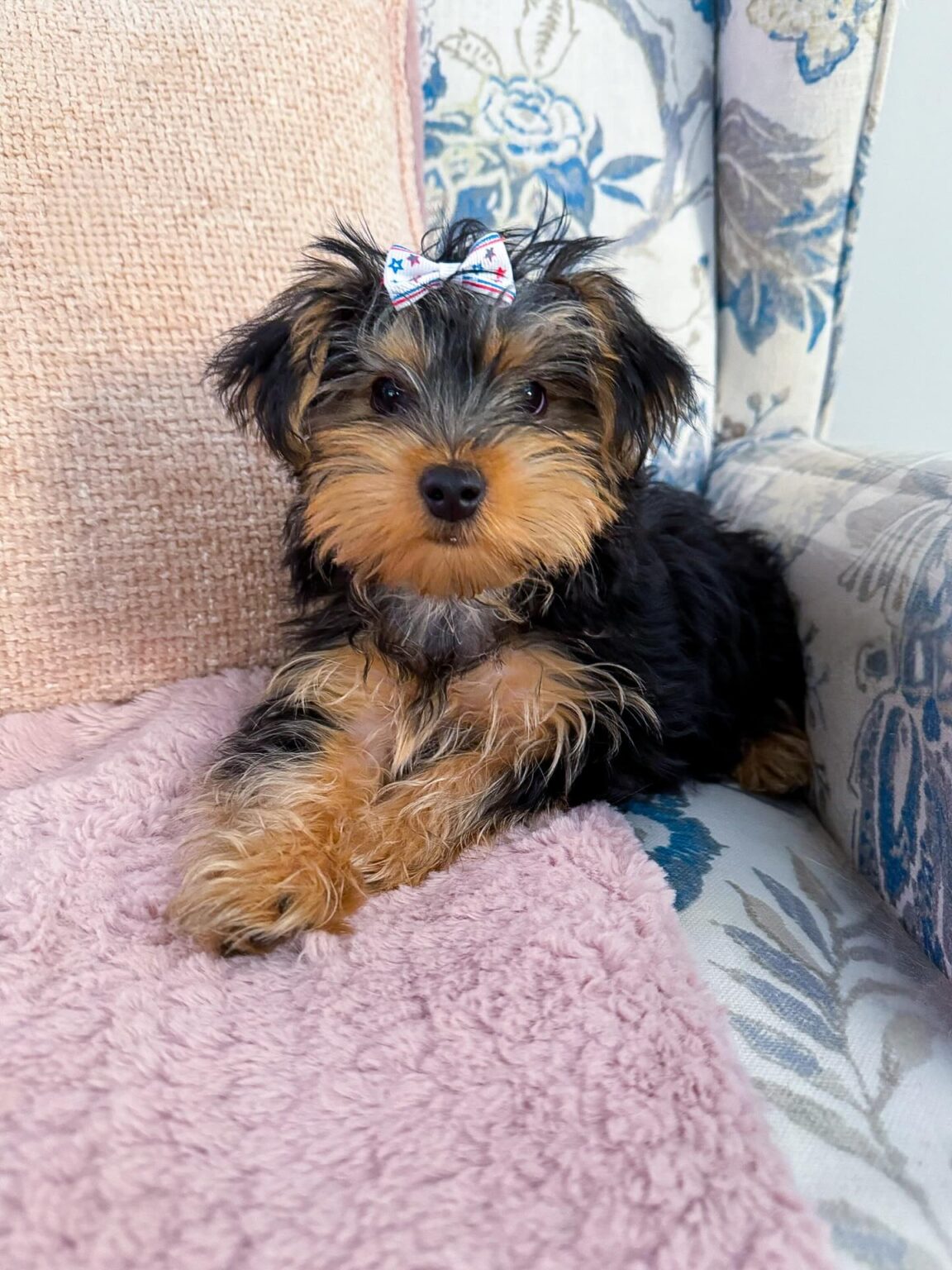 yorkie puppies for sale near me