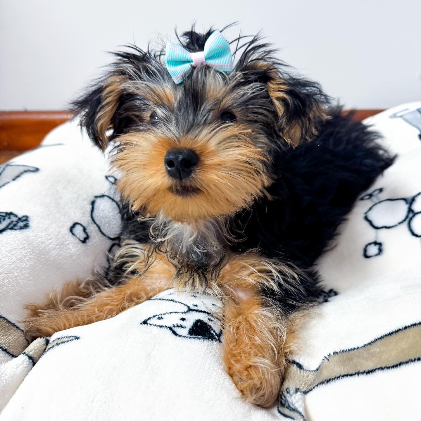 yorkie puppies for sale near me