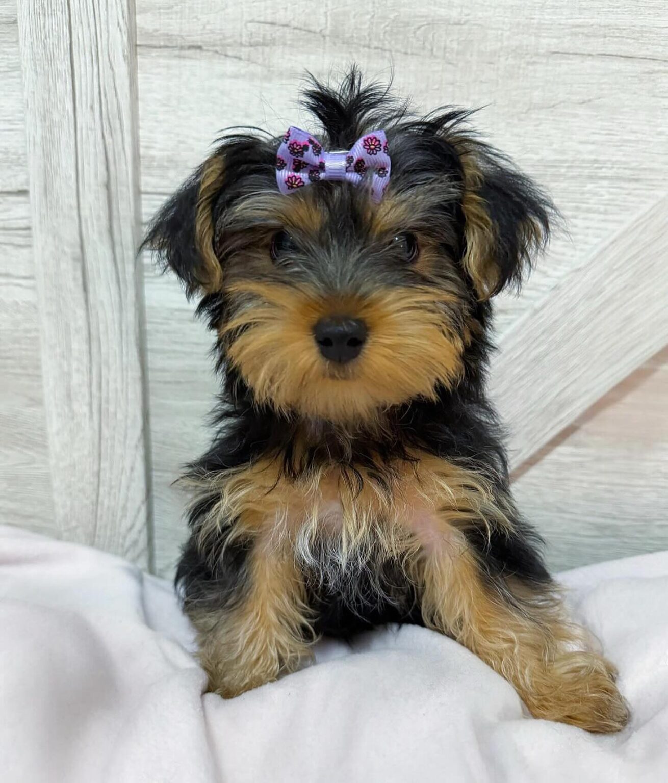 yorkie puppies for sale near me