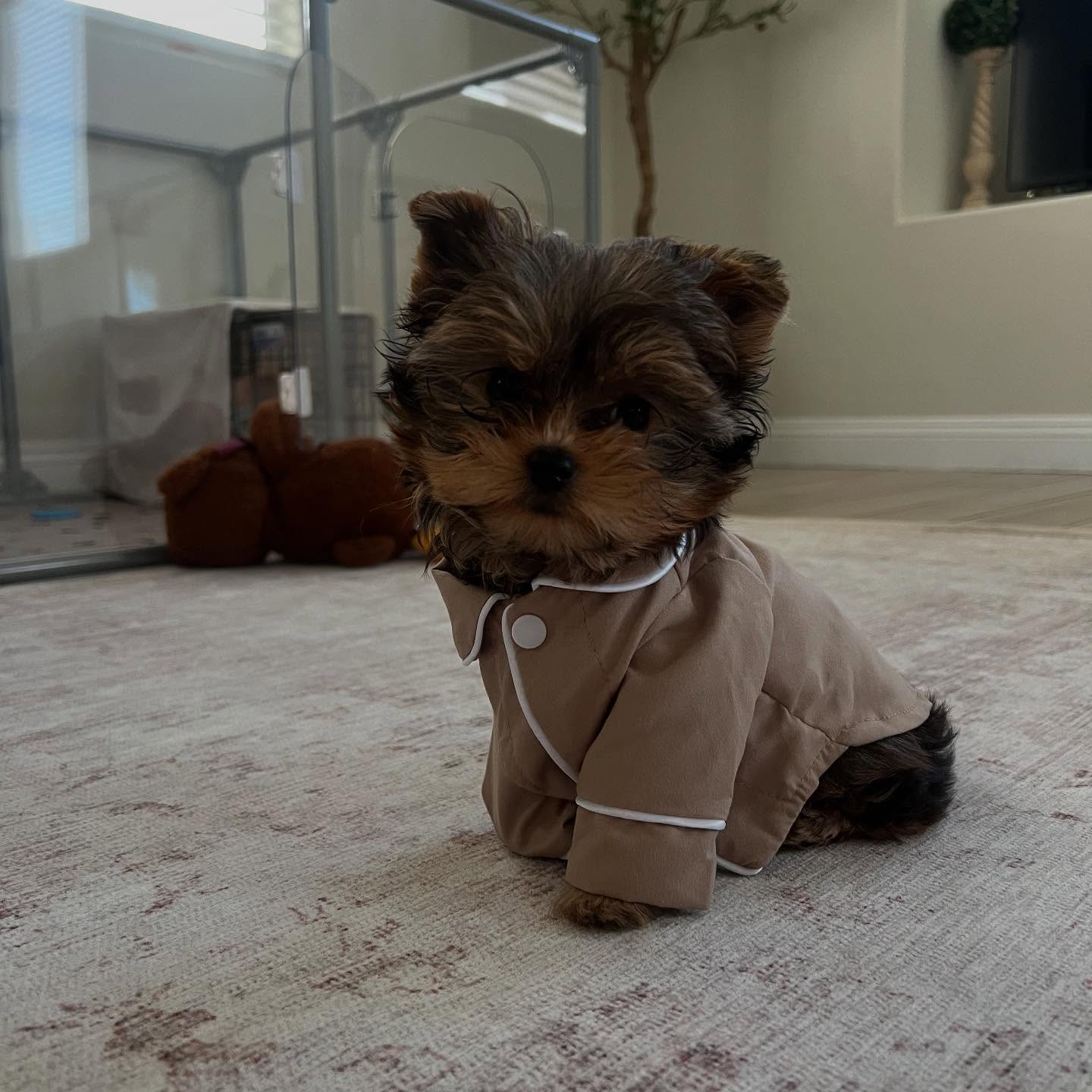 yorkie puppies for sale