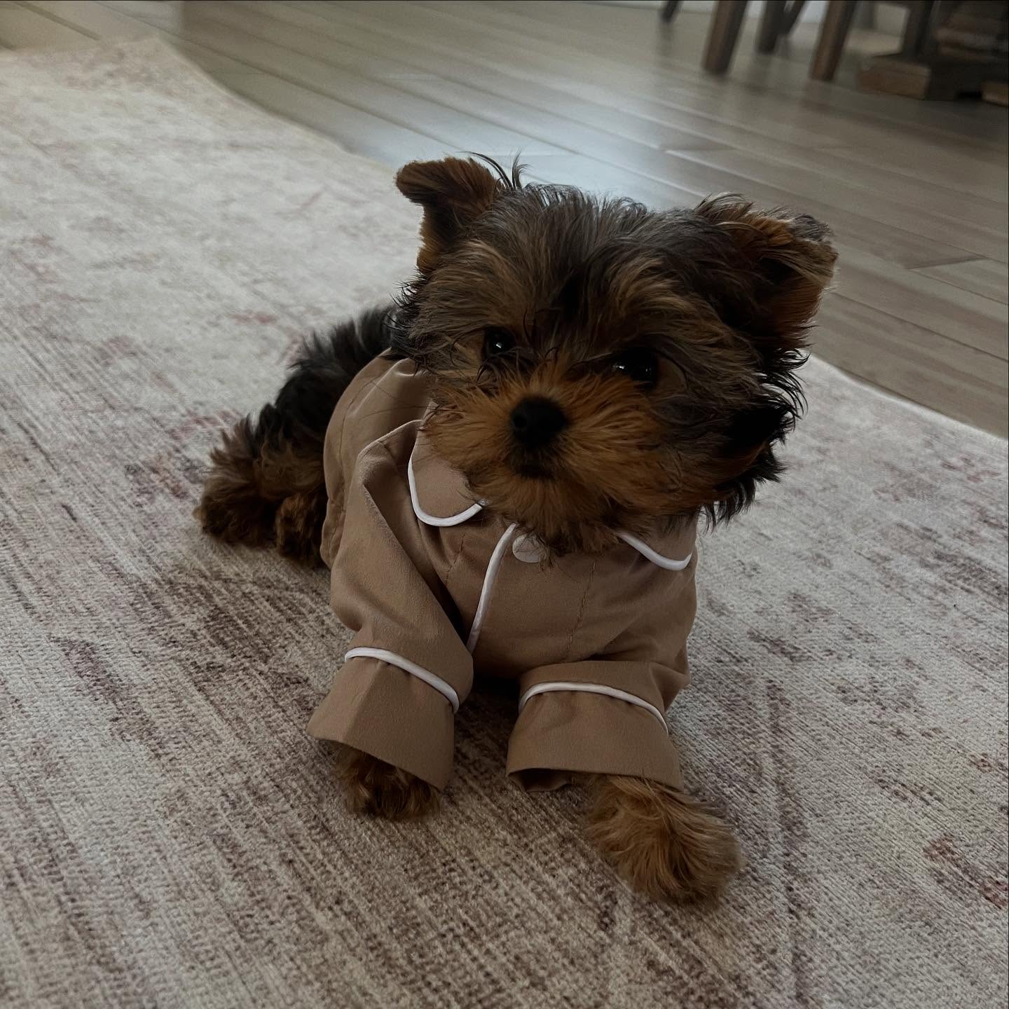 yorkie puppies for sale