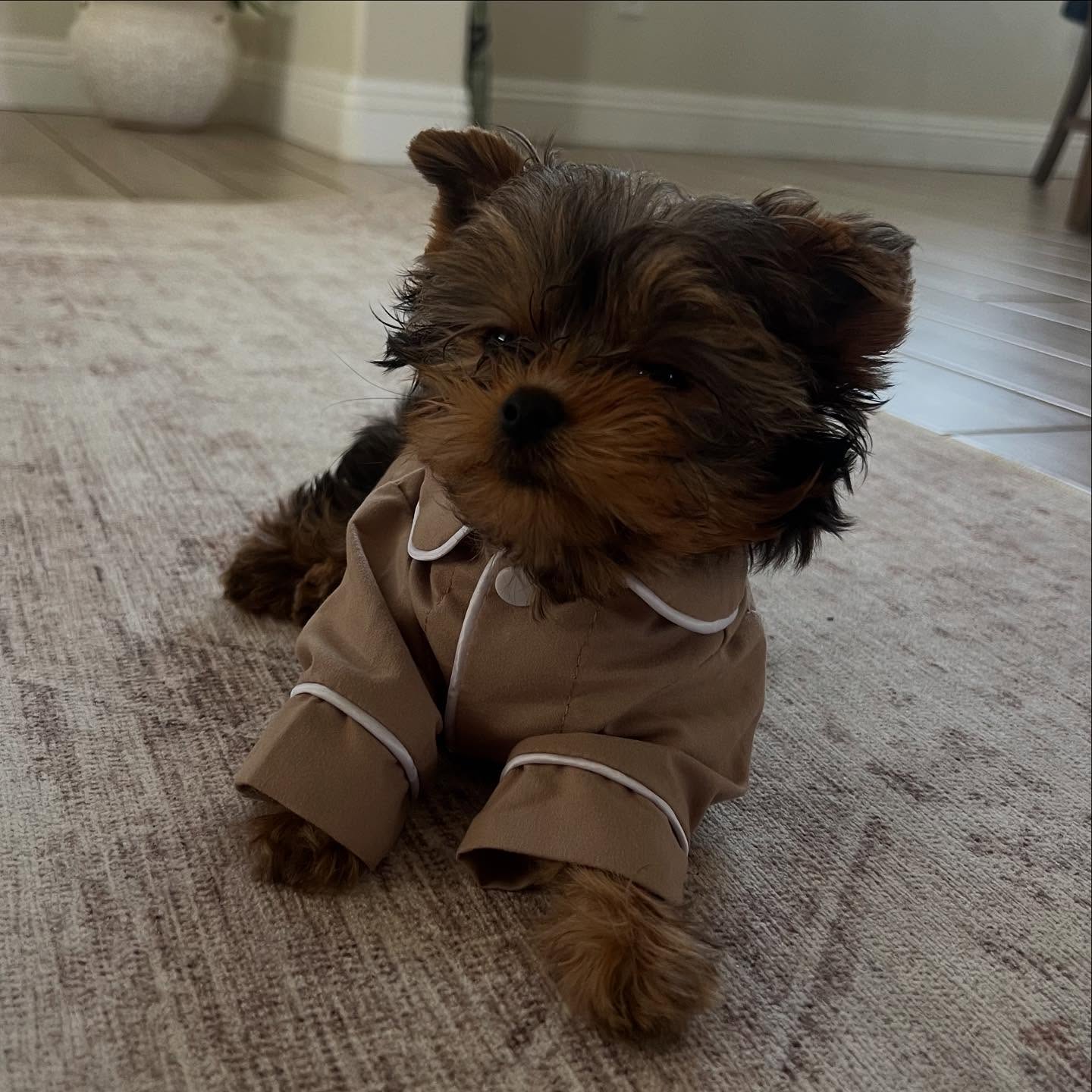 yorkie puppies for sale