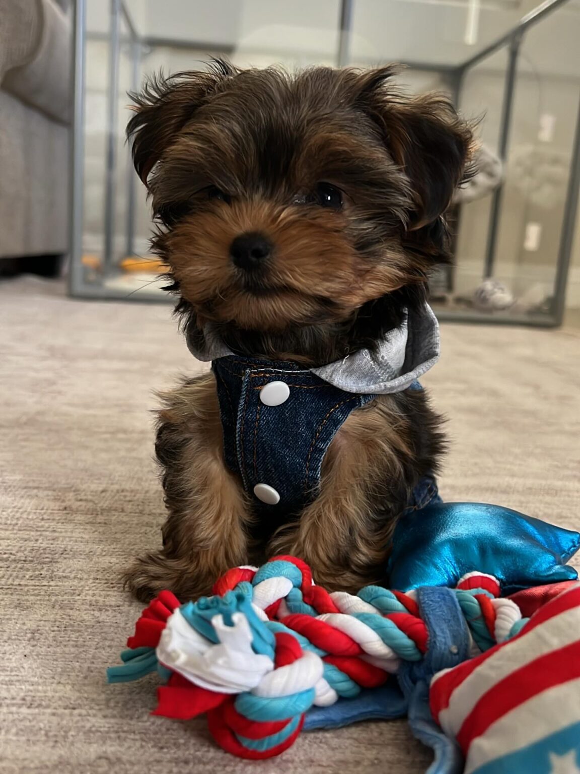 yorkie puppies for sale