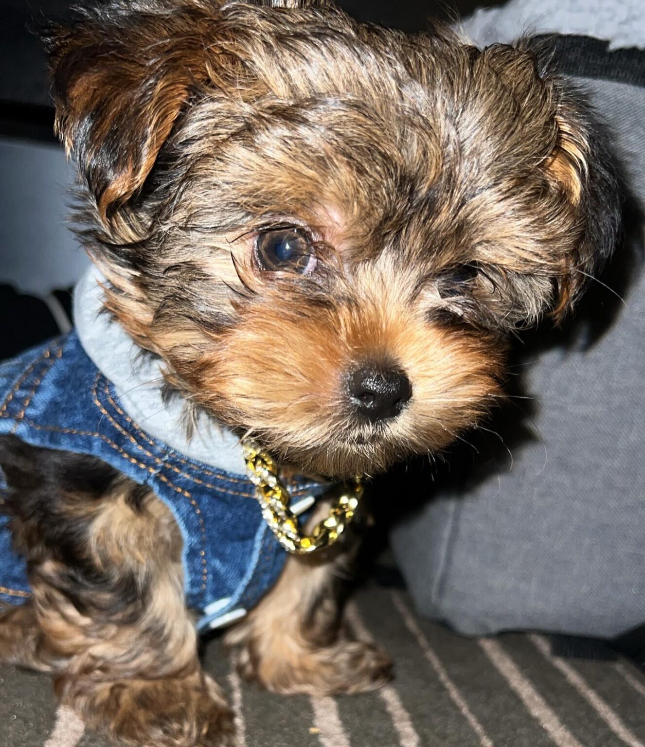 yorkie puppies for sale